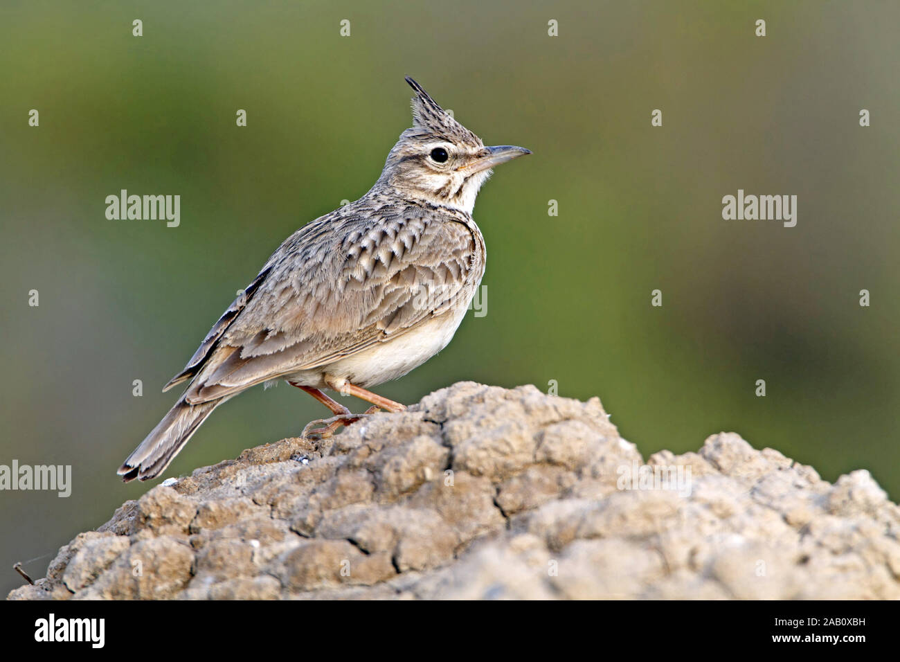 Haubenlerche Crested Lark Galerida cristata Cochevis huppé Cagujada Común Foto Stock