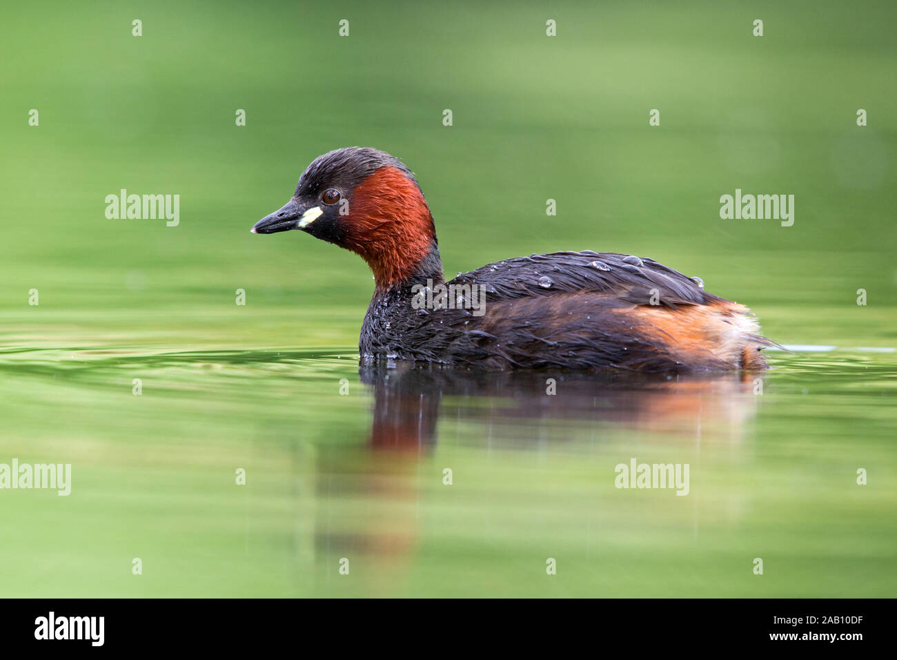 Zwergtaucher, Podiceps ruficollis Foto Stock