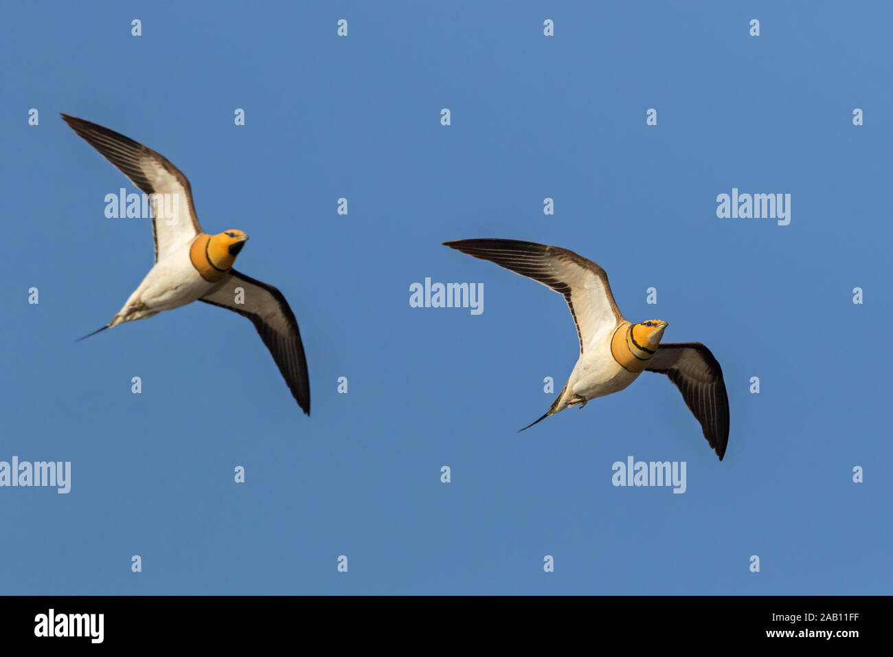 Spießflughuhn, Pterocles alchata, Foto Stock