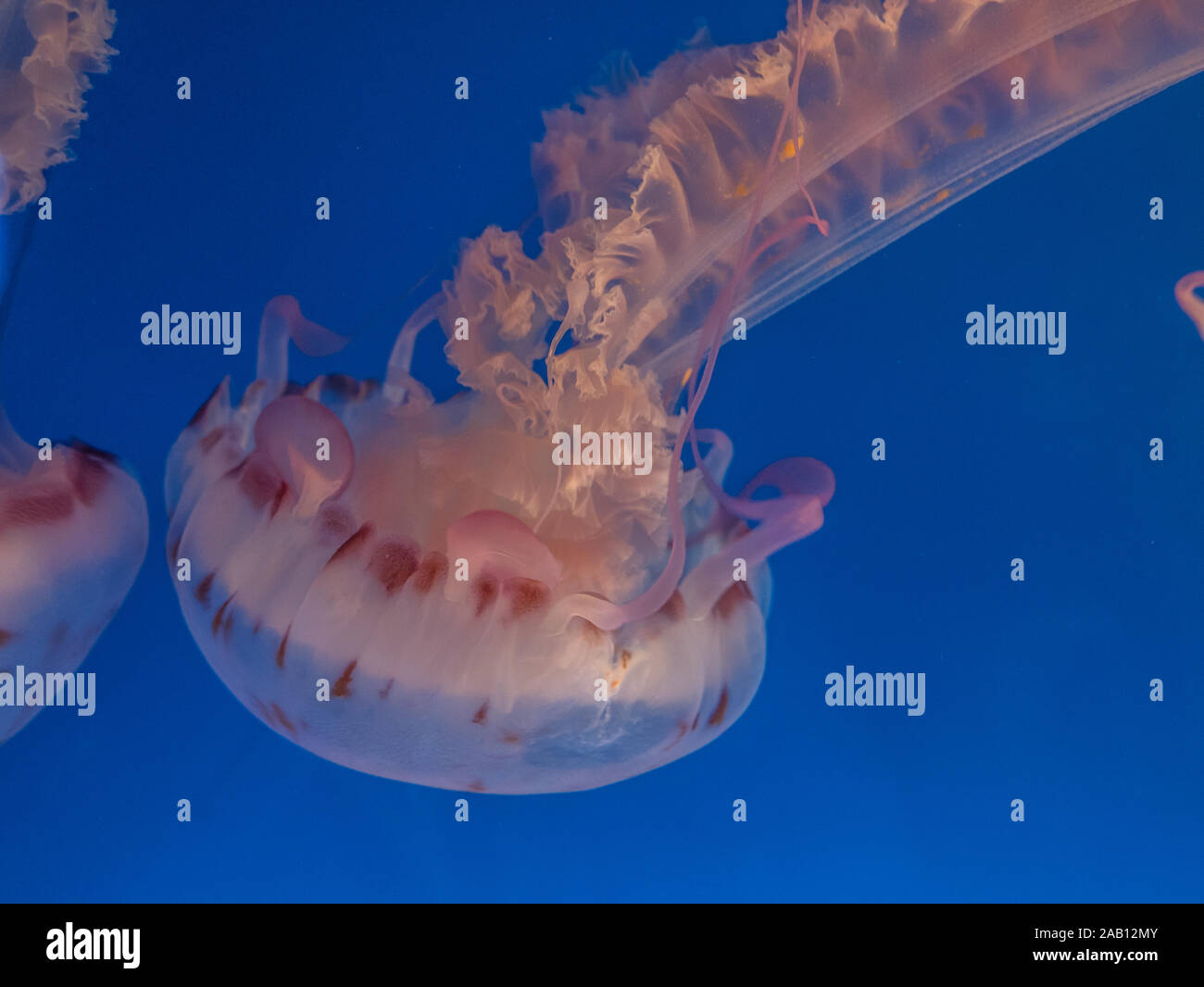 Closeup shot di medusa Foto Stock