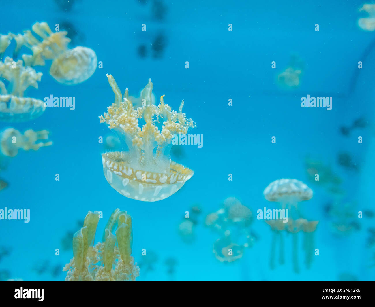 Closeup shot di medusa Foto Stock