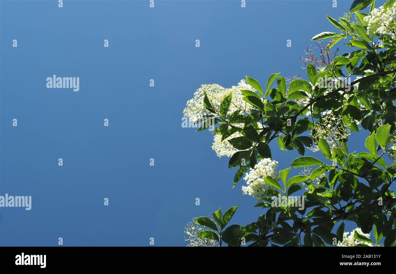 Ricerca in una fioritura di sambuco bianco, Sambucus nigra, contro un cielo blu senza nuvole Foto Stock
