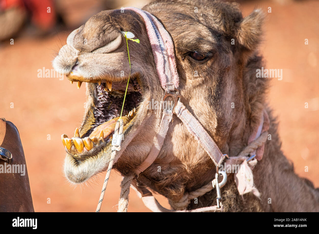 Un cammello arrabbiato apre la sua bocca per mostrare i suoi denti gialli e alito cattivo nel Territorio del Nord, l'Australia Foto Stock