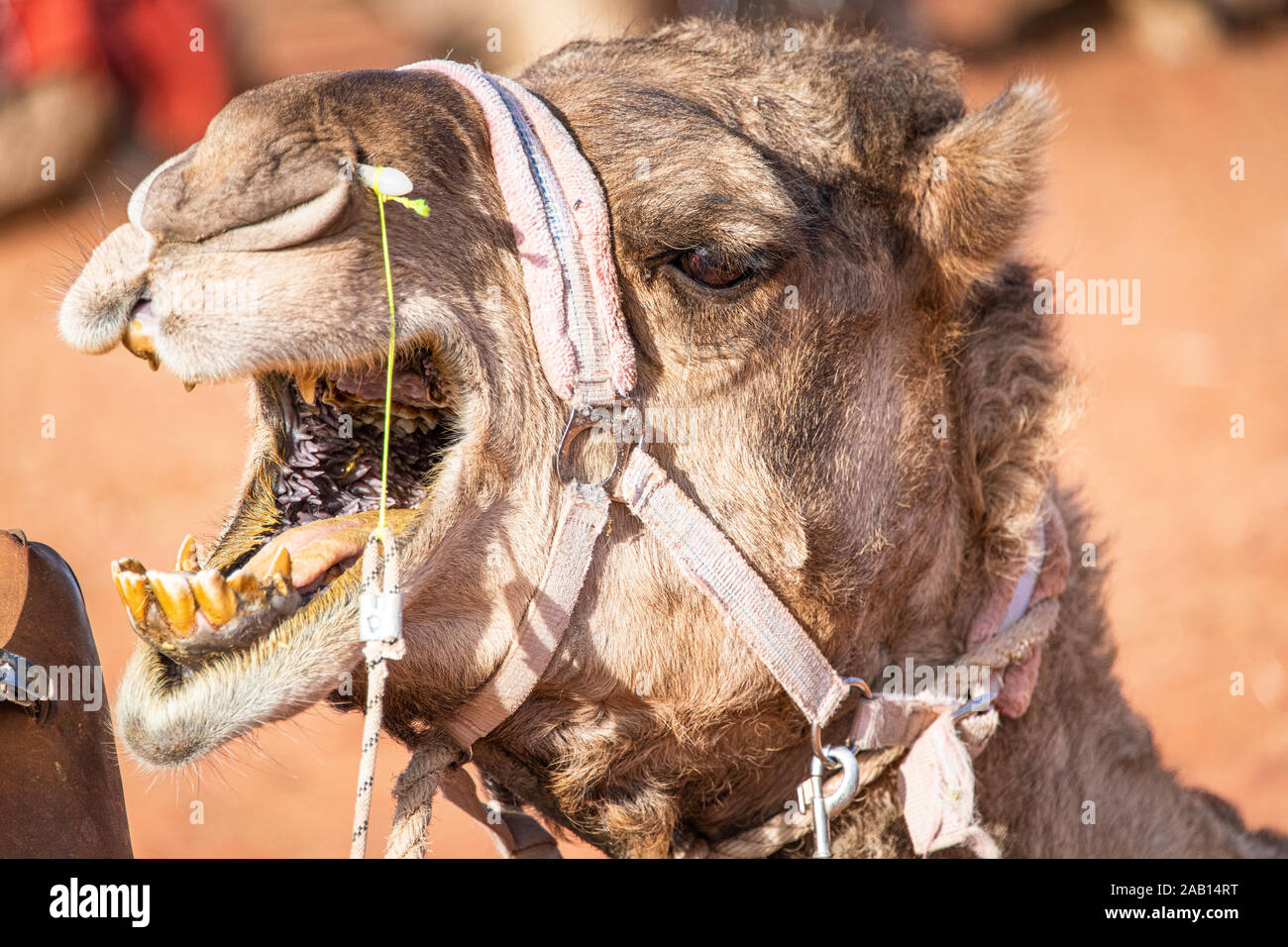 Un cammello arrabbiato apre la sua bocca per mostrare i suoi denti gialli e alito cattivo nel Territorio del Nord, l'Australia Foto Stock