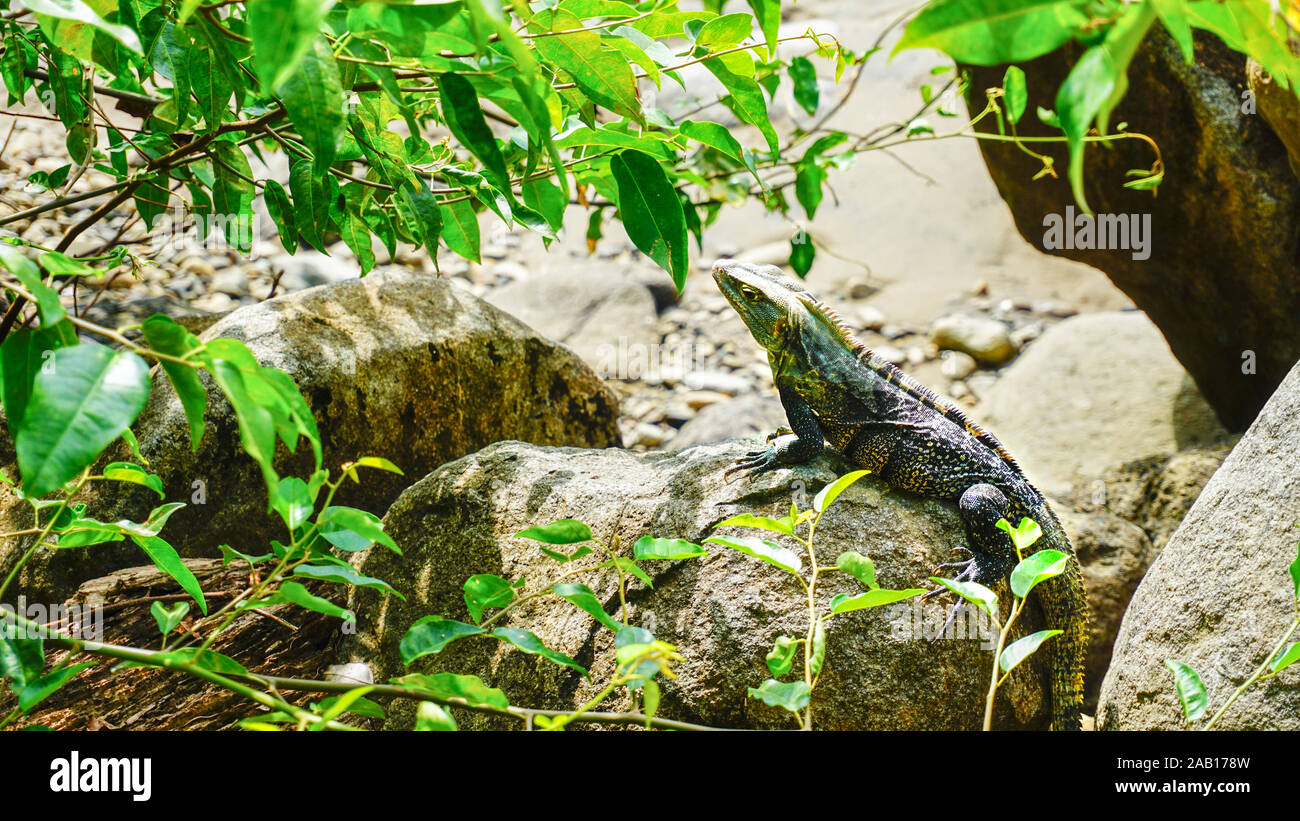 La fauna della Costa Rican, Sud Pacifico dove la colorata lucertola è viva nel suo ambiente naturale della giungla selvaggia. Foto Stock