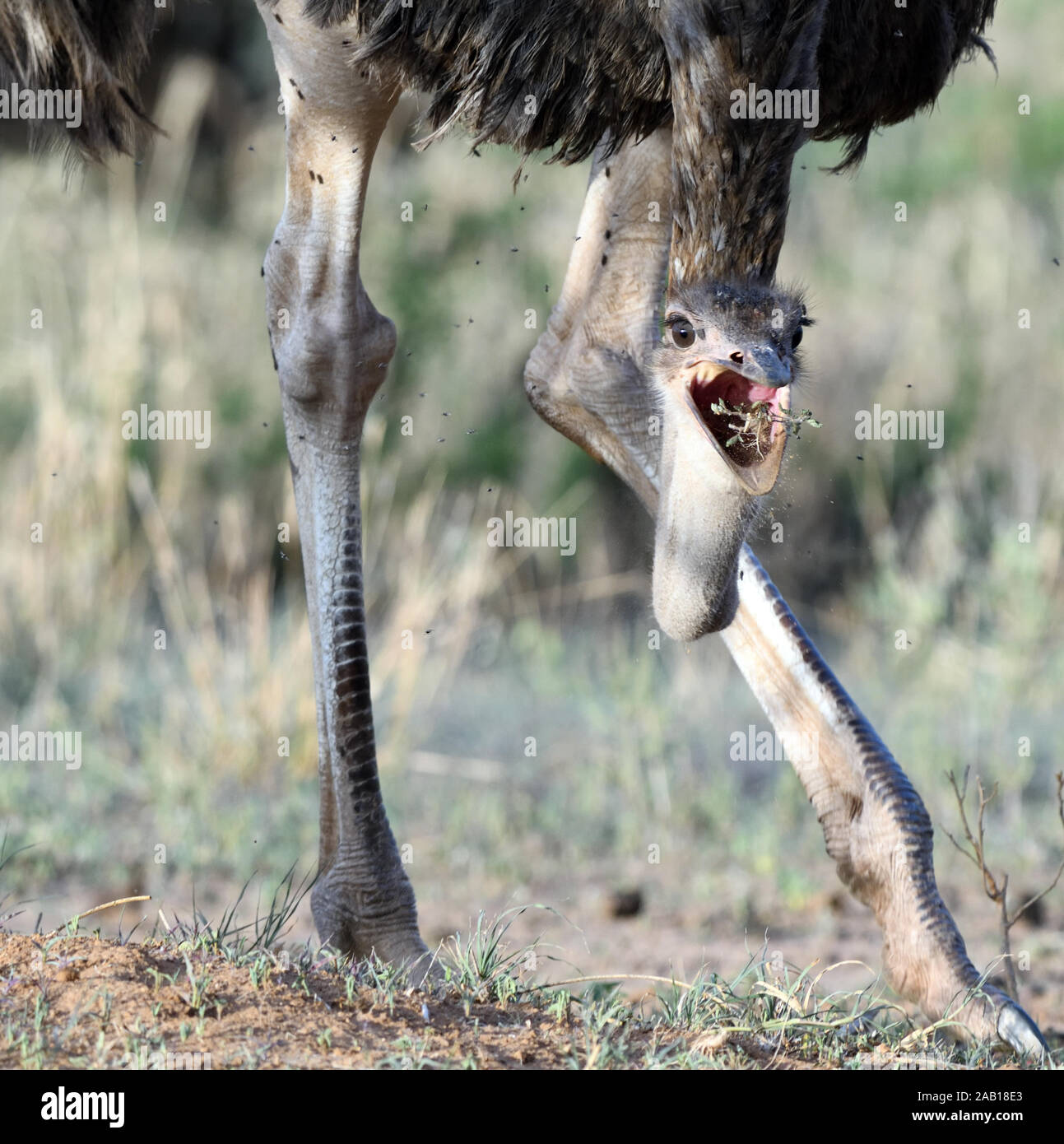 Una femmina di struzzo comune (Struthio camelus) sorso giù un sradicate pianta verde pizzicata tra erbe secche. . Parco Nazionale di Tarangire e, Tanzania. Foto Stock