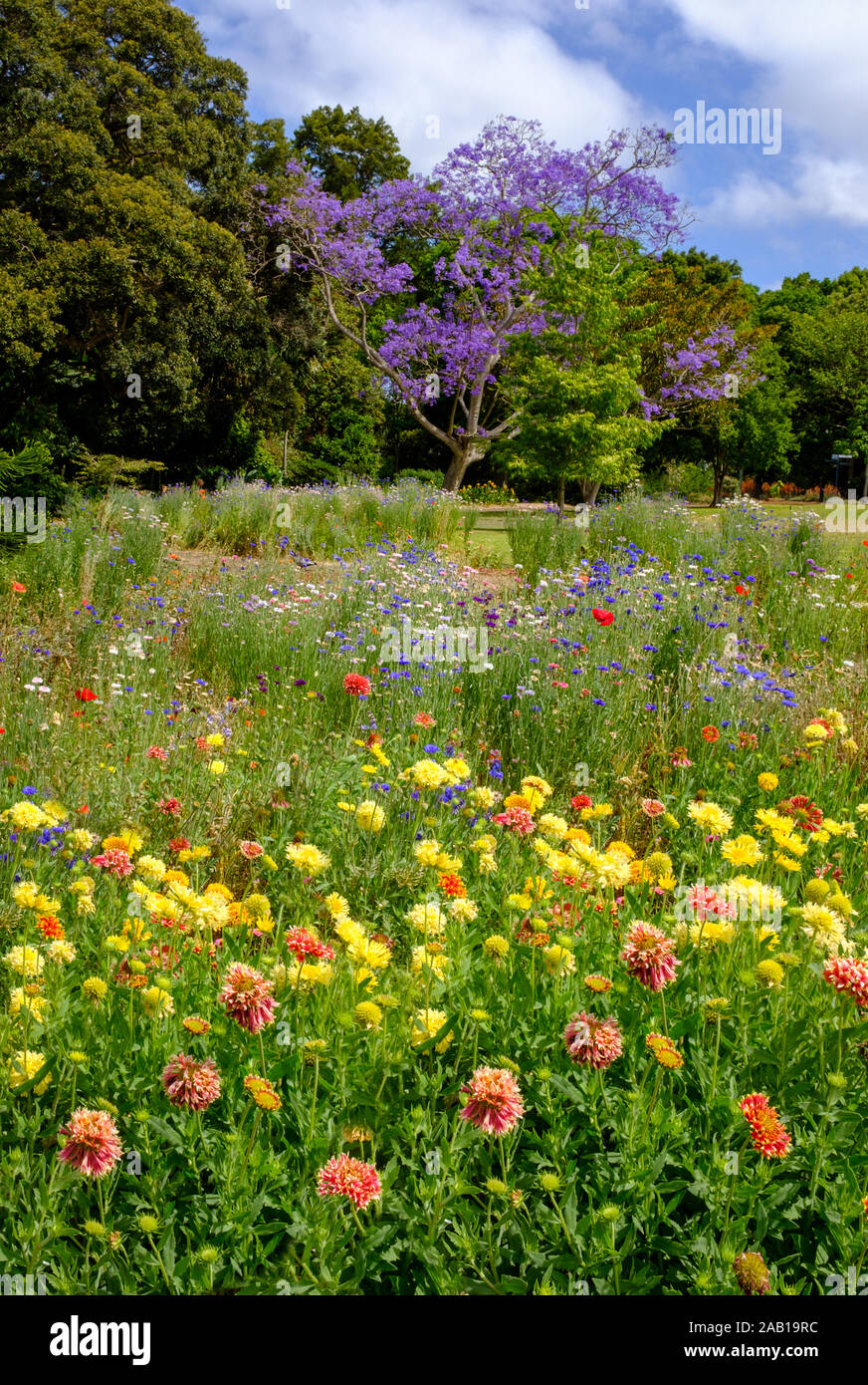 Vista colorate a fioritura viola Jacaranda tree (Jacaranda mimosifolia) attraverso il giardino di fiori selvaggi in Sydney Royal Botanic Gardens Foto Stock