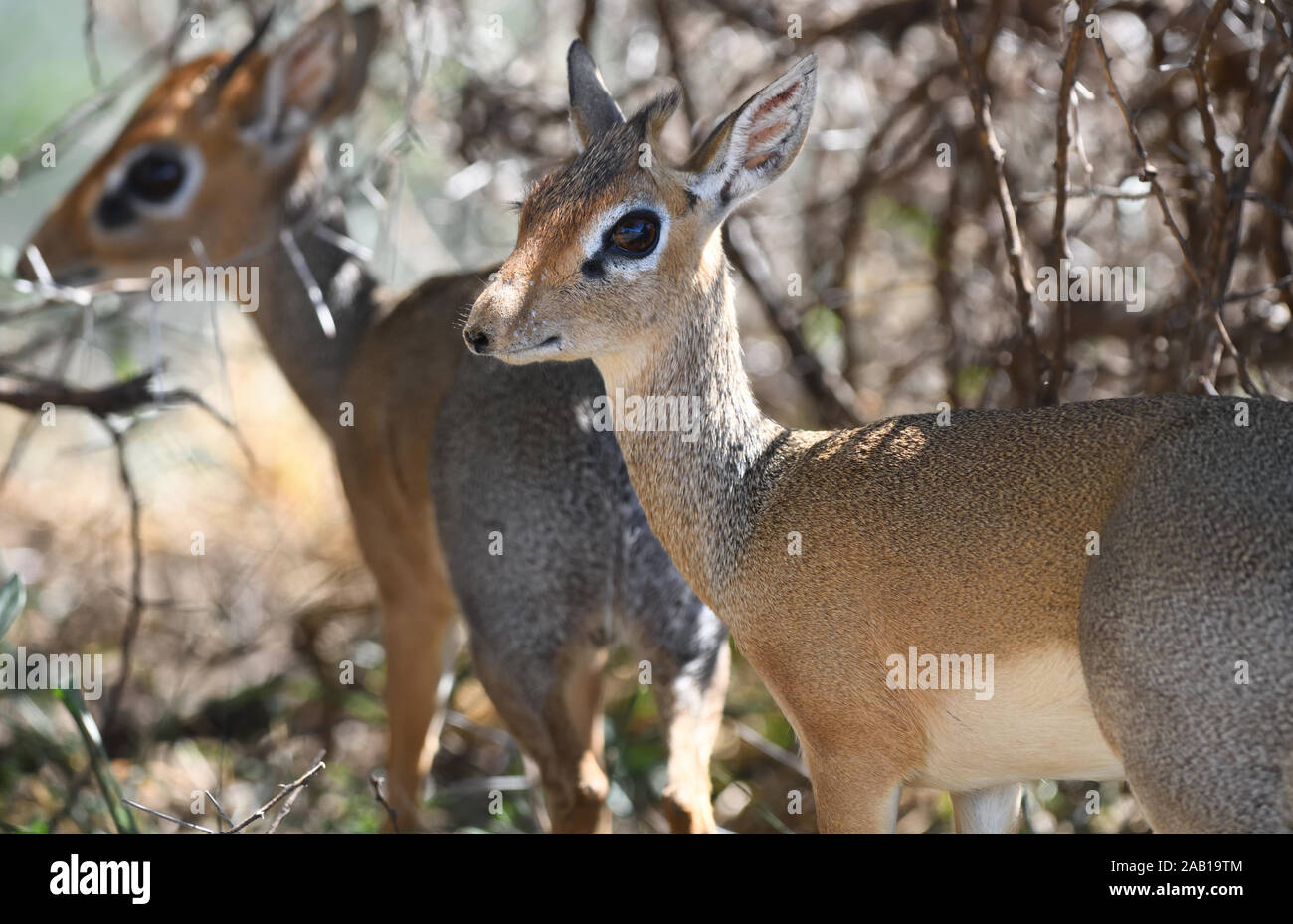 Femmina di Kirk dik-dik (Madoqua kirkii) con il suo compagno in background che mostra la sua delicata costruire e occhi enormi. Parco Nazionale di Tarangire e, Tanzania. Foto Stock