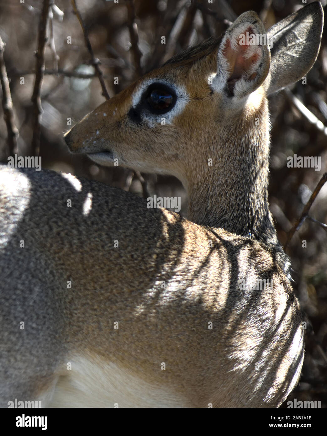 Femmina di Kirk dik-dik (Madoqua kirkii) mostra la sua delicata costruire e occhi enormi. Parco Nazionale di Tarangire e, Tanzania. Foto Stock