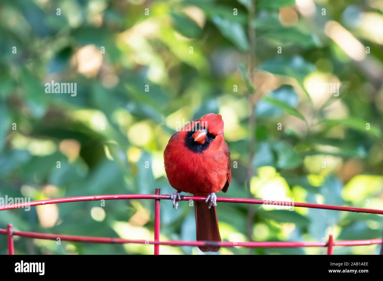 Un maschio cardinale Nord arroccato su un filo pianta di giardino telaio in Florida. Cardinali sono uccelli canori che non migrano, ma rimanere tutto l'anno. Foto Stock