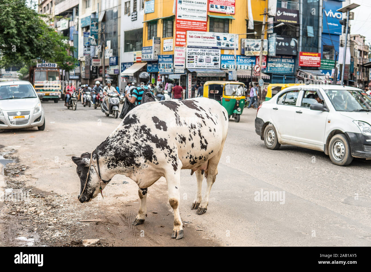 Bangalore, India, giugno 2018, Bengaluru città, vacca sacra passando per il centro della strada tra auto e persone Foto Stock