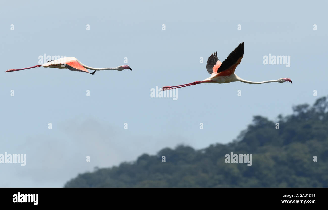 Maggiore fenicotteri (Phoenicopterus roseus) in volo sopra il Parco Nazionale di Arusha. Arusha, Tanzania. Foto Stock