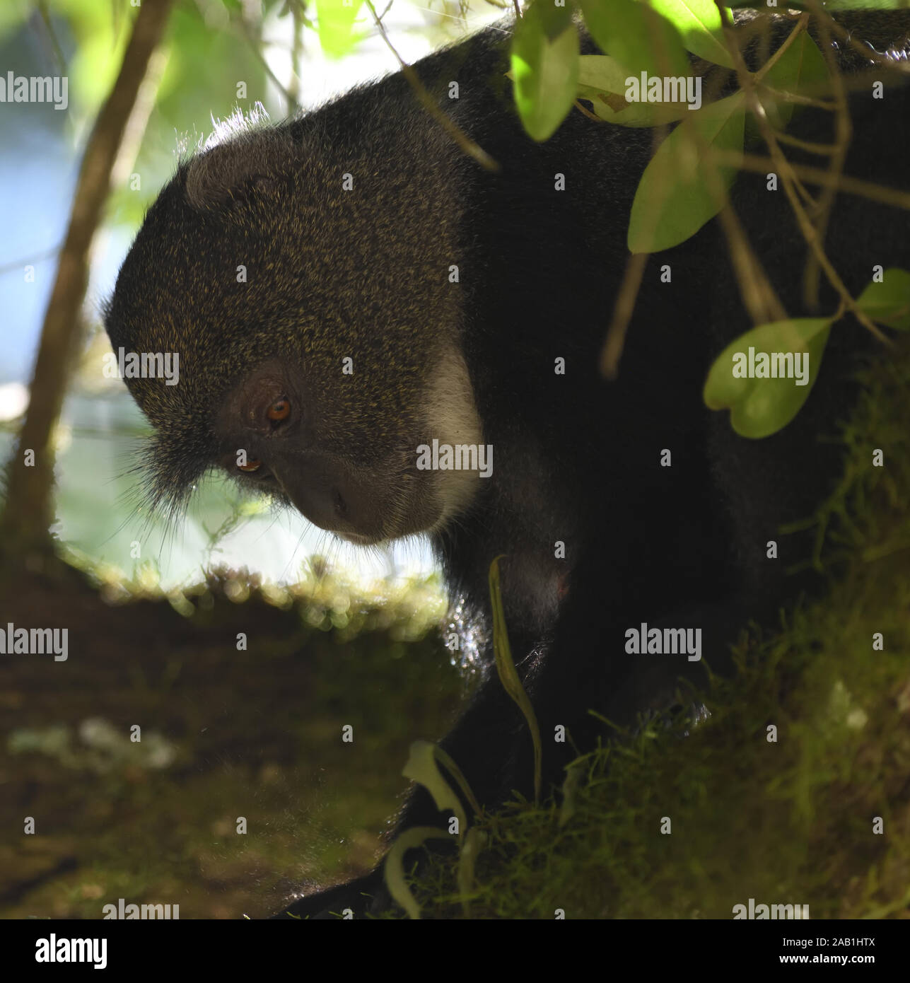 Un Sykes di scimmia (Cercopithecus albogularis) foraggio per foglie. Parco Nazionale di Arusha. Arusha, Tanzania. Foto Stock