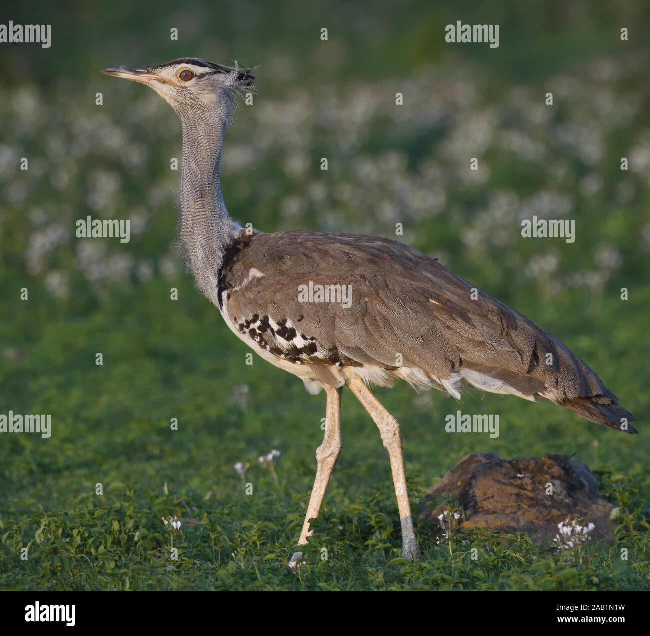 Un kori bustard (Ardeotis kori). Sinya Wildlife Management Area, Tanzania. Foto Stock