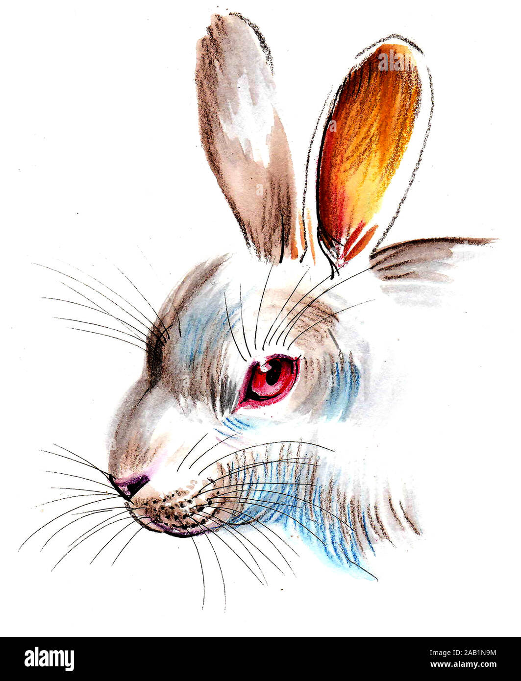 Coniglio Bianco con gli occhi rossi. China e acquarello illustrazione Foto Stock