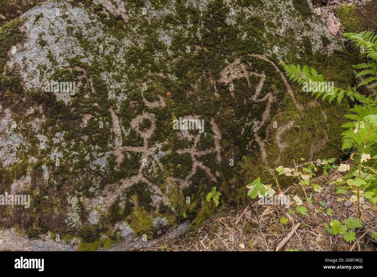 Vandalo raschiate le figure in moss in concessione Grove in Kings Canyon National Park, California, Stati Uniti d'America Foto Stock
