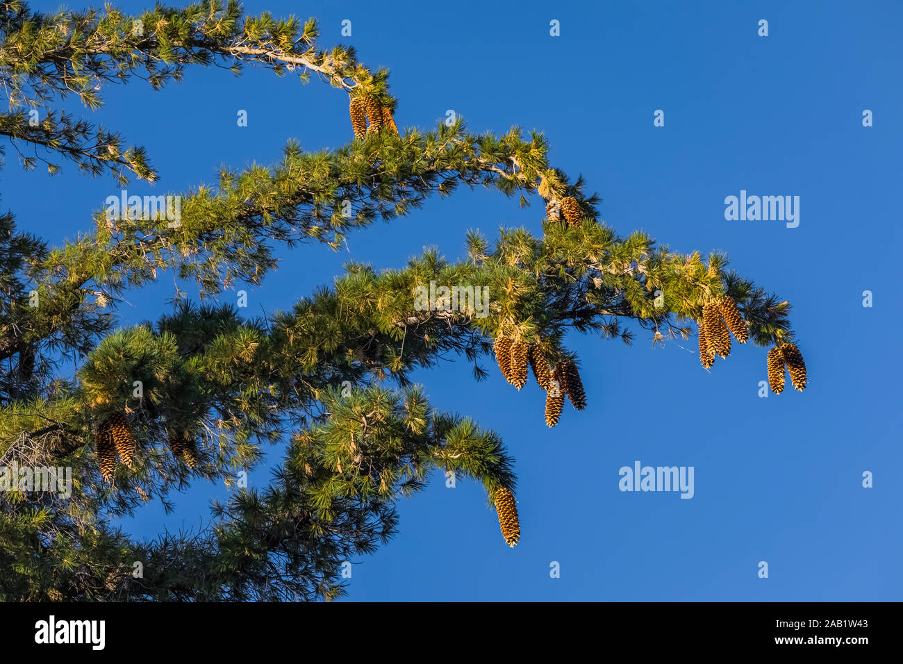 Western pino bianco, Pinus monticola, aghi e pigne sui rami elevato overhead, in Kings Canyon National Park, California, Stati Uniti d'America Foto Stock
