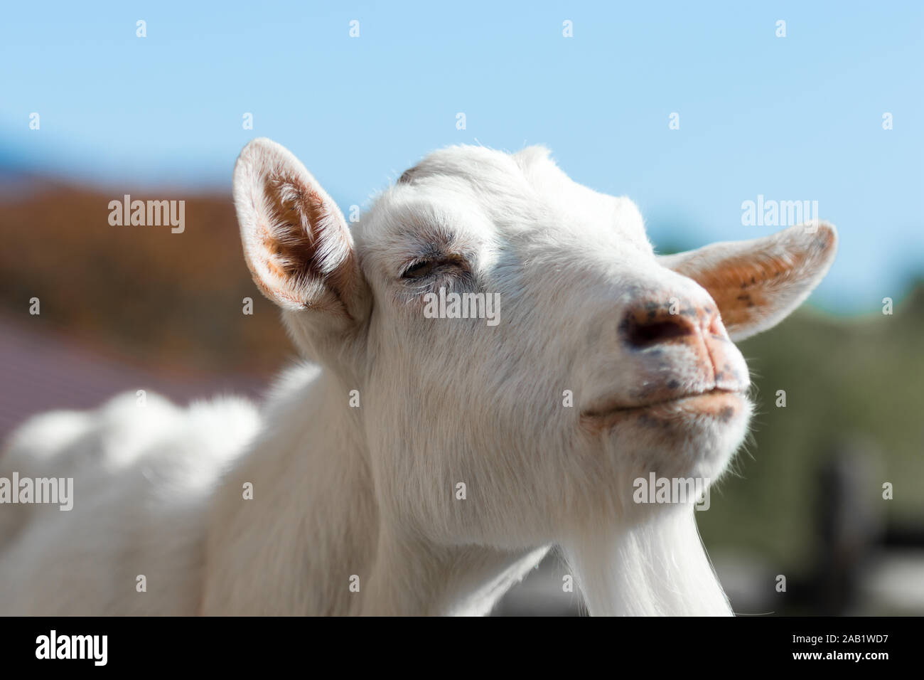 Un felice capra bianca sorridente e chiudendo gli occhi. Foto Stock