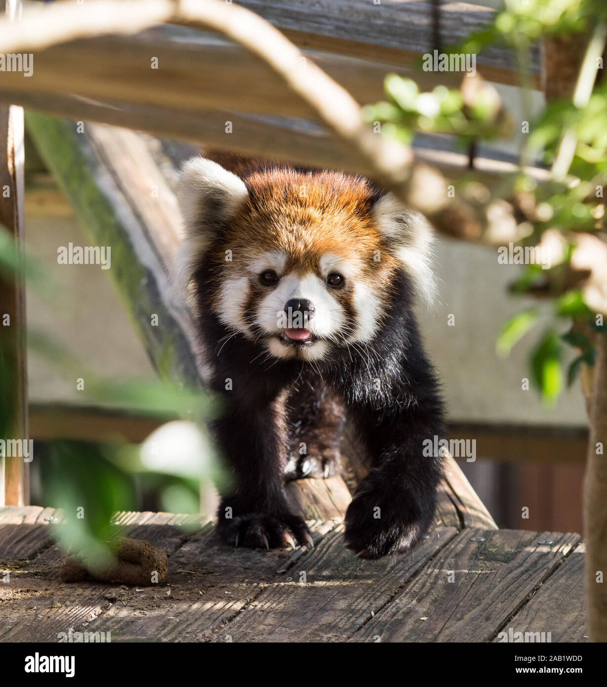 Panda rosso o panda minore durante la riproduzione. Foto Stock