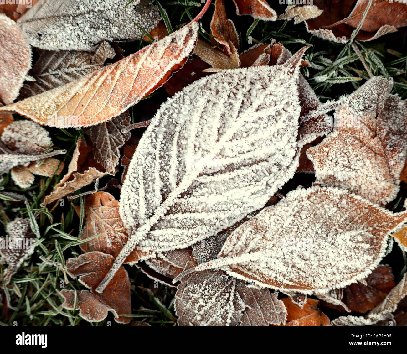 Congelate le foglie in autunno e inverno su un gelido sfondo Foto Stock