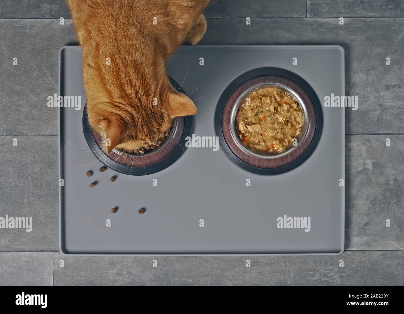 Cat mangiare cibo secco accanto a una ciotola di cibo con alimento umido, visto direttamente dal di sopra. Foto Stock
