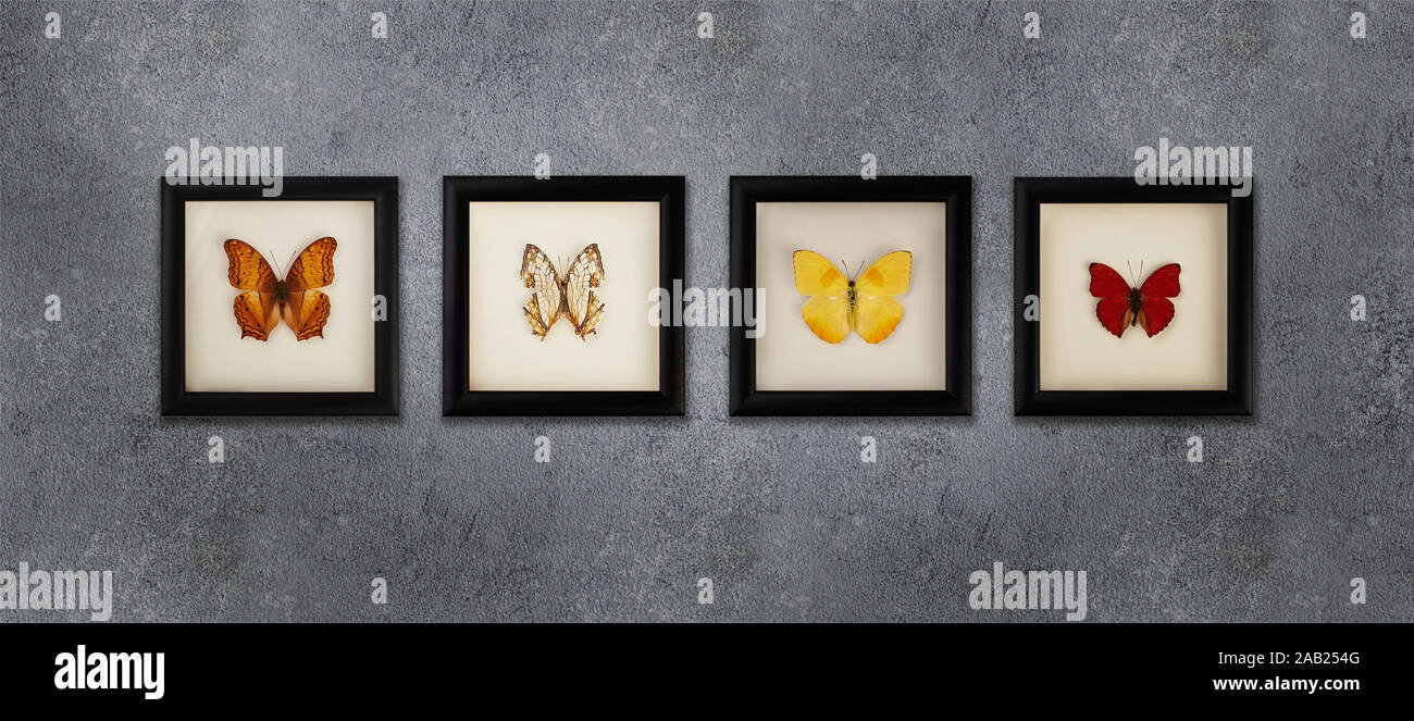 Una collezione di farfalle in telai sotto il vetro sul muro grigio Foto Stock