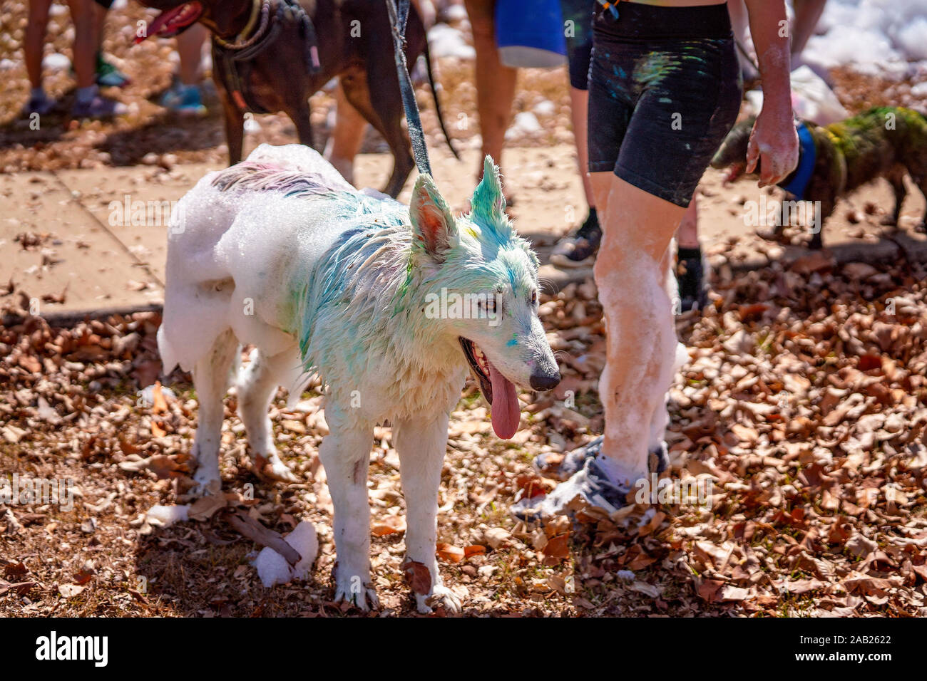 Un cane bianco coperto di polvere colorata e bolle di sapone su un divertente correre in una piscina parco pubblico Foto Stock