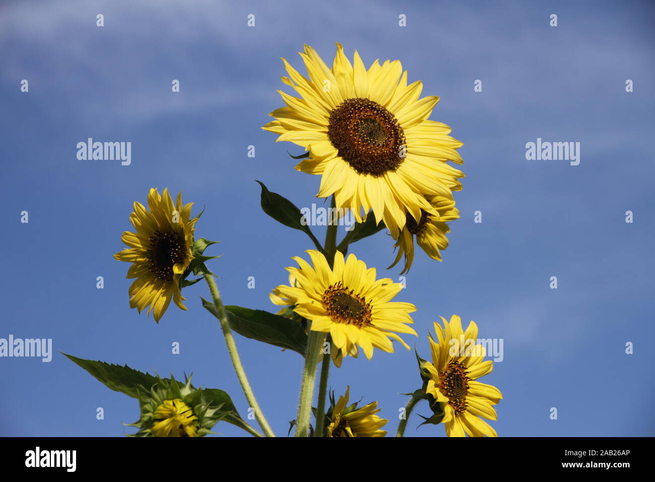 Organico giallo fiori di girasole sul cielo cielo azzurro sfondo Foto Stock