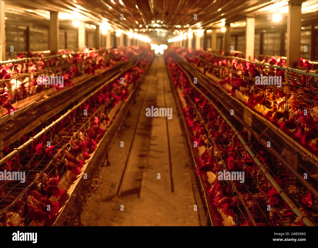 Fattoria di pollo. Uovo di pollo di posa in gabbie di batteria. Galline commerciali di allevamento del pollame. Galline ovaiole allevamento di bestiame. Intensivo di allevamento del pollame in stretta Foto Stock