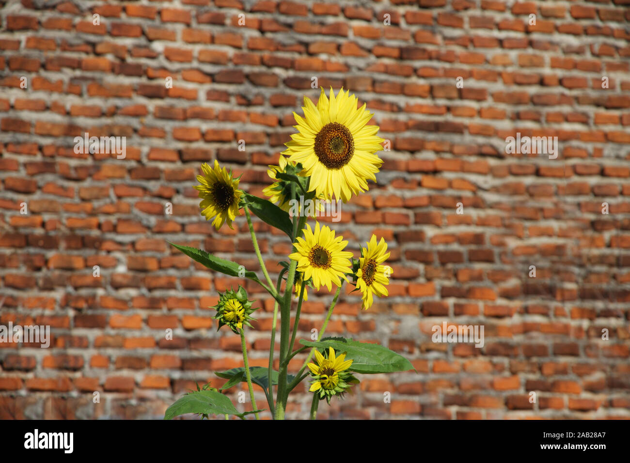 Il giallo dei girasoli defocalizzata sul vecchio muro di mattoni in background Foto Stock