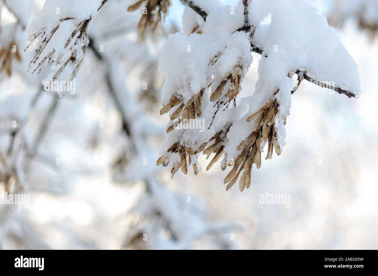Il Maple semi sono coperti con uno spesso strato di neve. Foto Stock