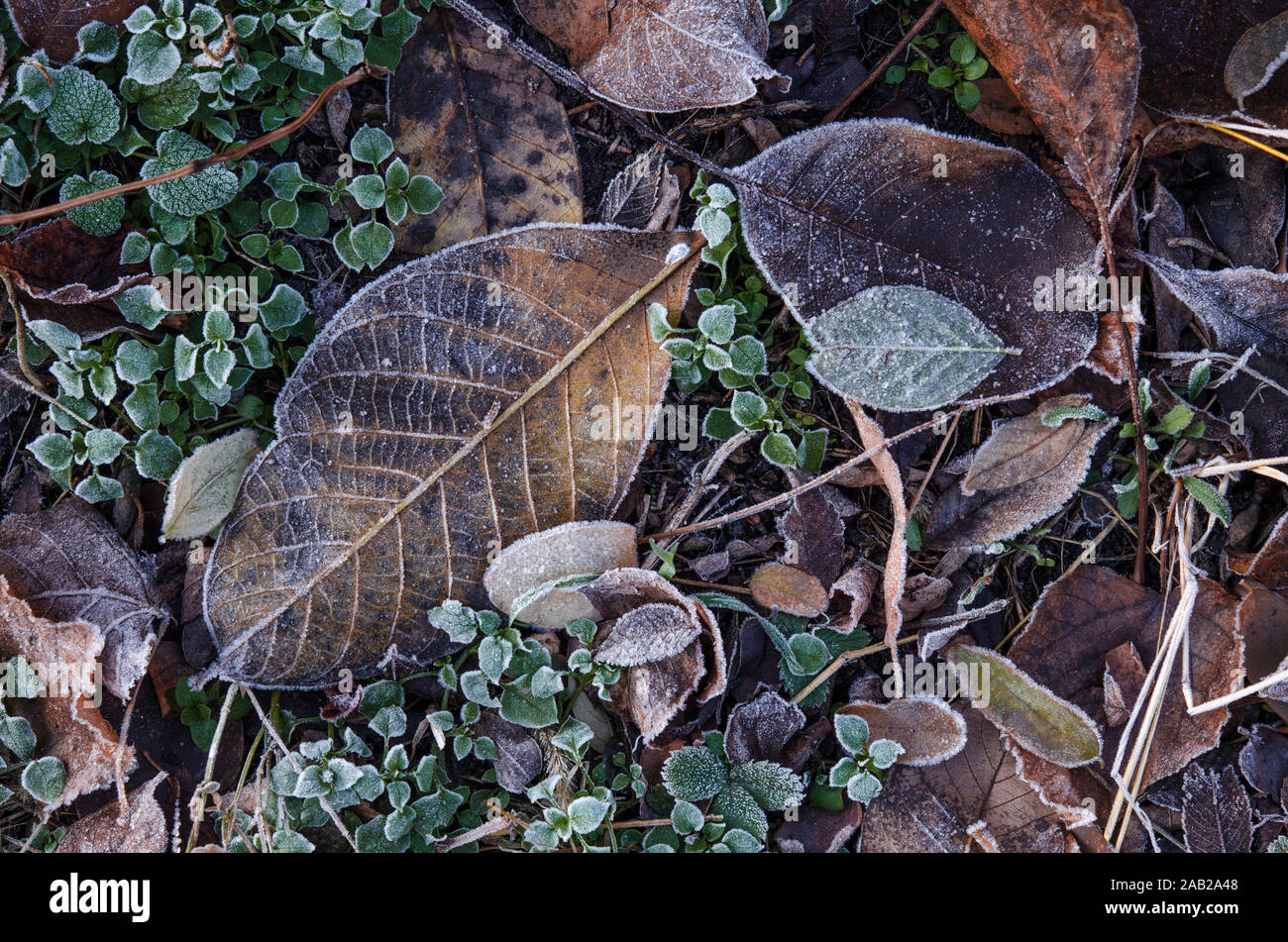 Caduto foglie marrone giacciono sul prato coperto di brina dopo il primo gelo. Foto Stock