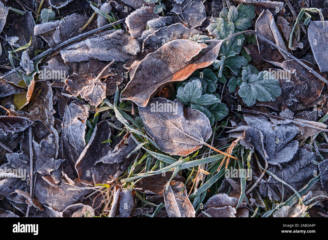 Caduto foglie marrone giacciono sul prato coperto di brina dopo il primo gelo. Foto Stock