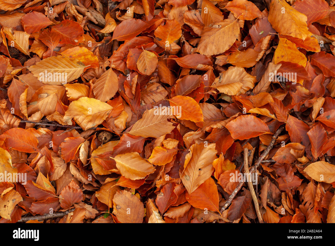 Foglie di autunno che ricopre il pavimento del bosco. Foglia naturale modello di rosso e arancio fogliame caduto Foto Stock