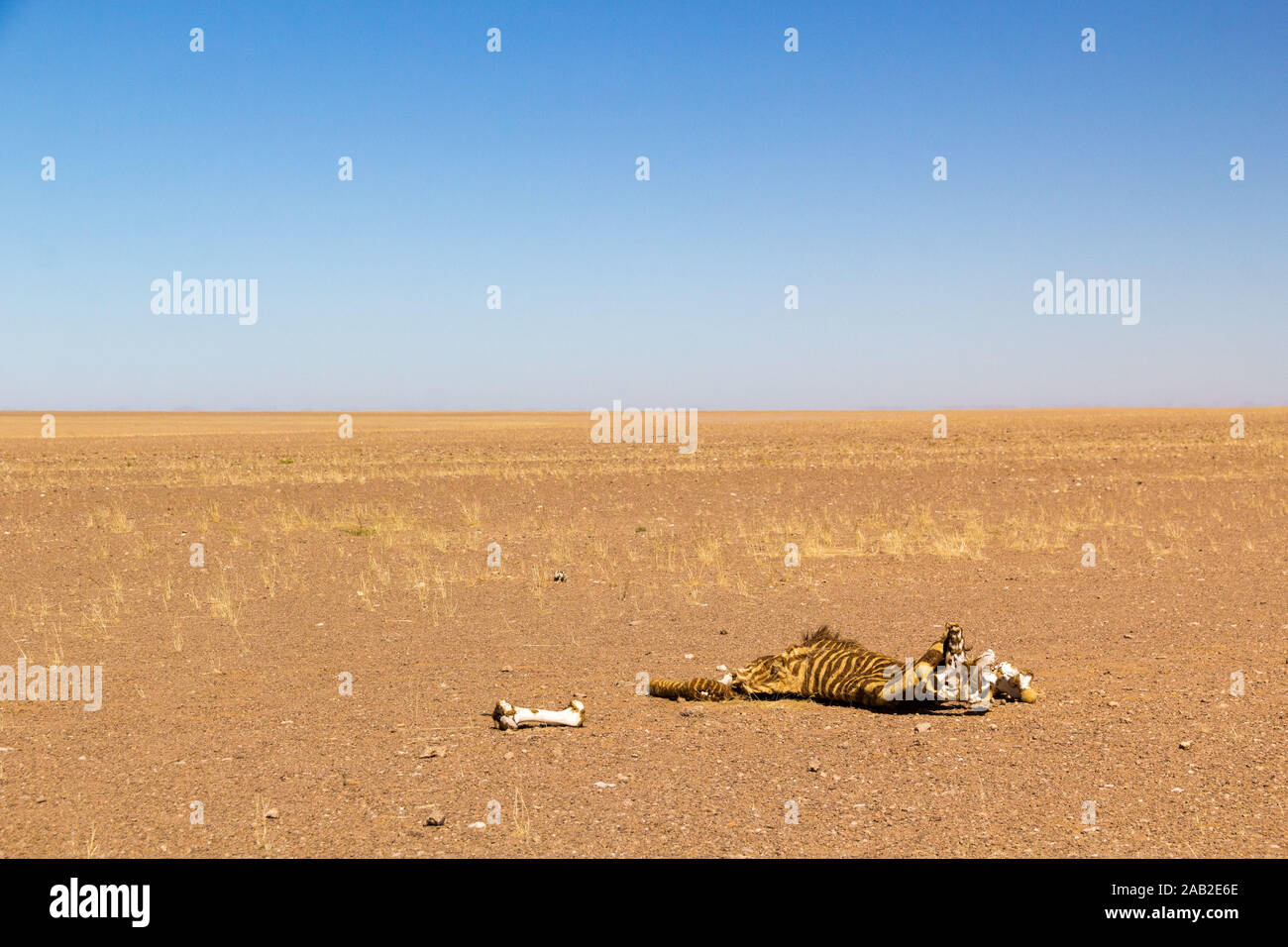 La carcassa di una zebra nella vastità del deserto del Namib, Namibia, Africa Foto Stock