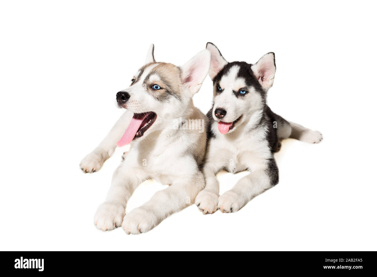 Due piccolo grazioso cucciolo di siberian husky cane con occhi blu isolato Foto Stock