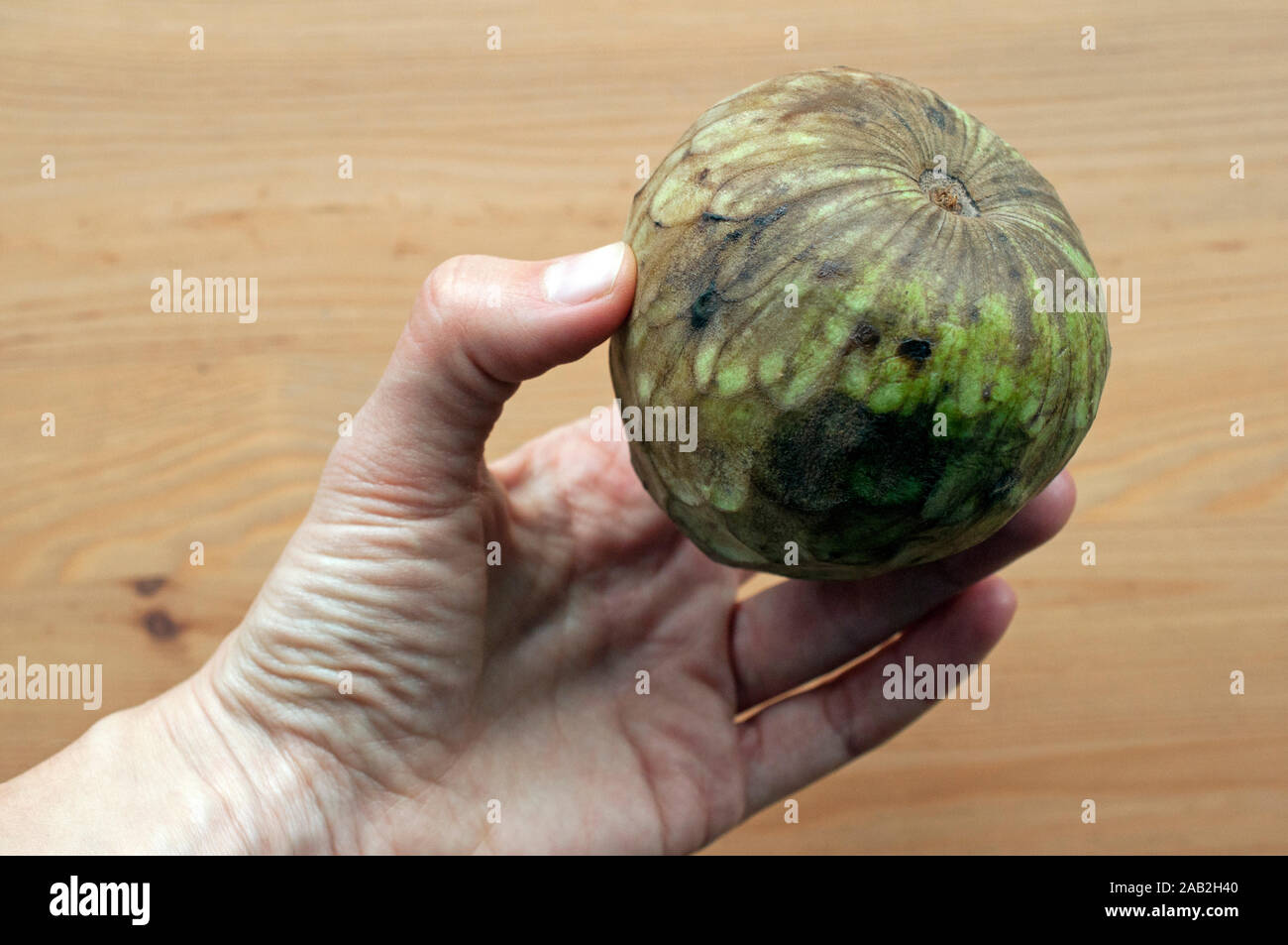 Mano che tiene un'annona frutto (zucchero apple, anone, cherimoya, famiglia Annonaceae). i dolci di frutta tropicale è una buona fonte di vitamina C Foto Stock