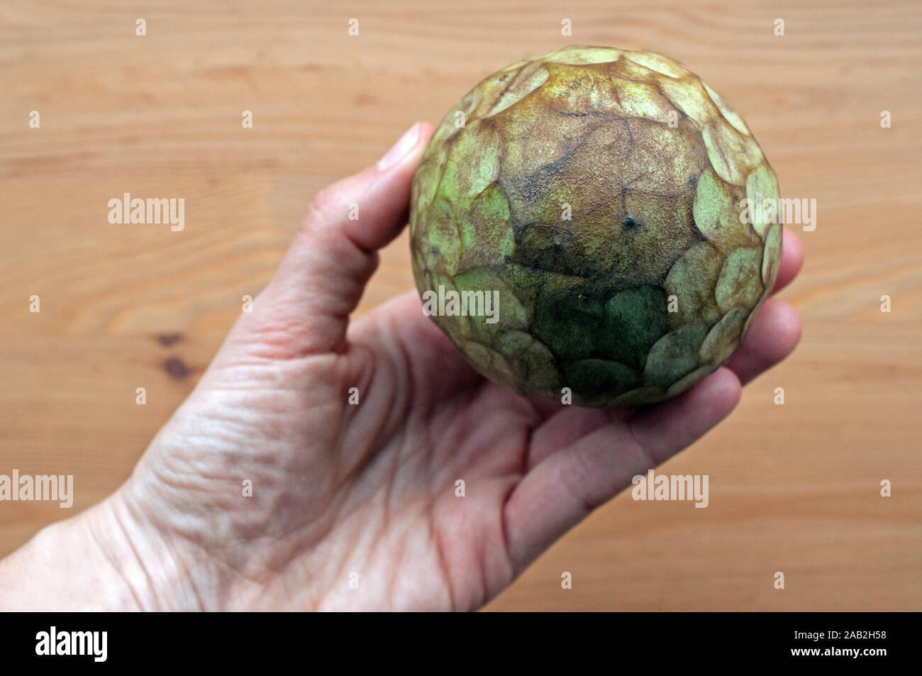 Mano che tiene un'annona frutto (zucchero apple, anone, cherimoya, famiglia Annonaceae). i dolci di frutta tropicale è una buona fonte di vitamina C Foto Stock
