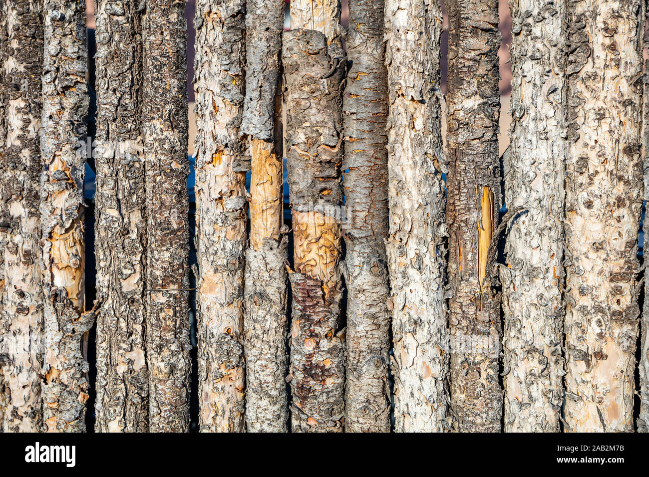 Tronchi di alberi texture di sfondo. Verticale i registri di vecchio modello, recinzione naturale del materiale della parete Foto Stock