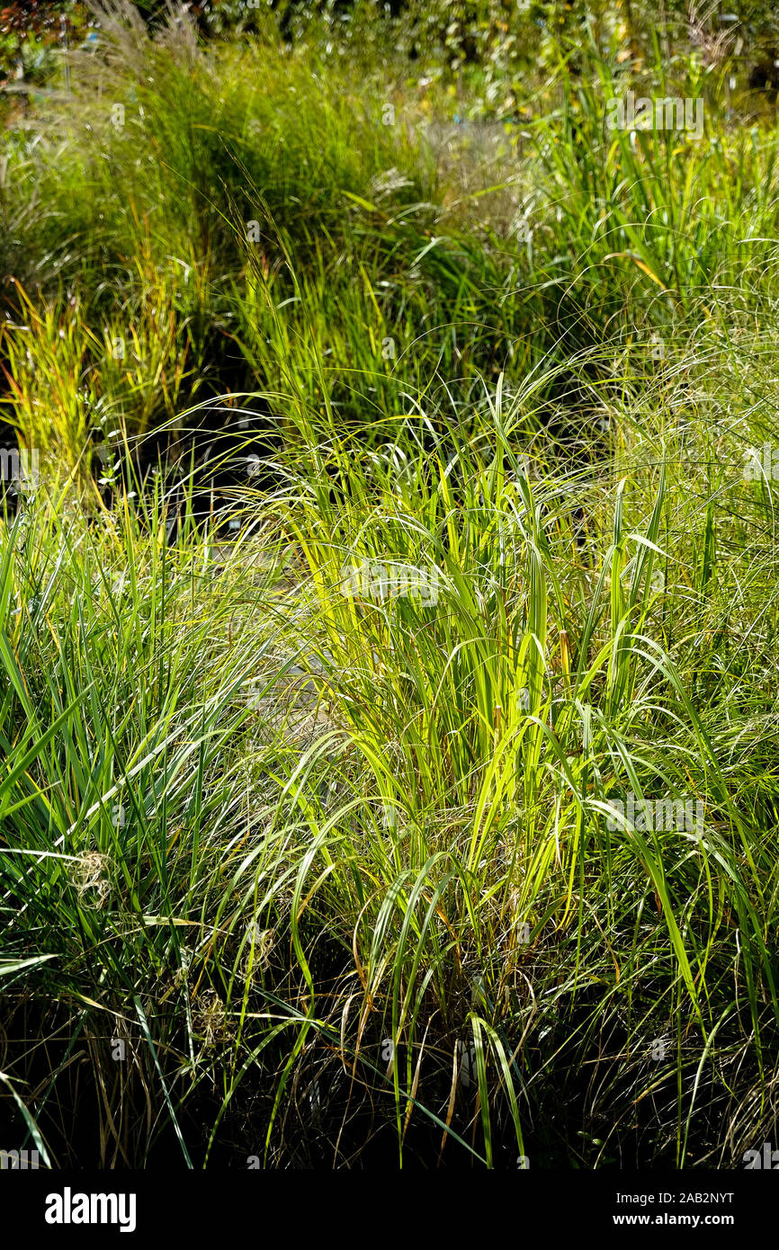 Vari tipi di specie di erbe di erba in vendita in un centro giardino vivaio. Foto Stock