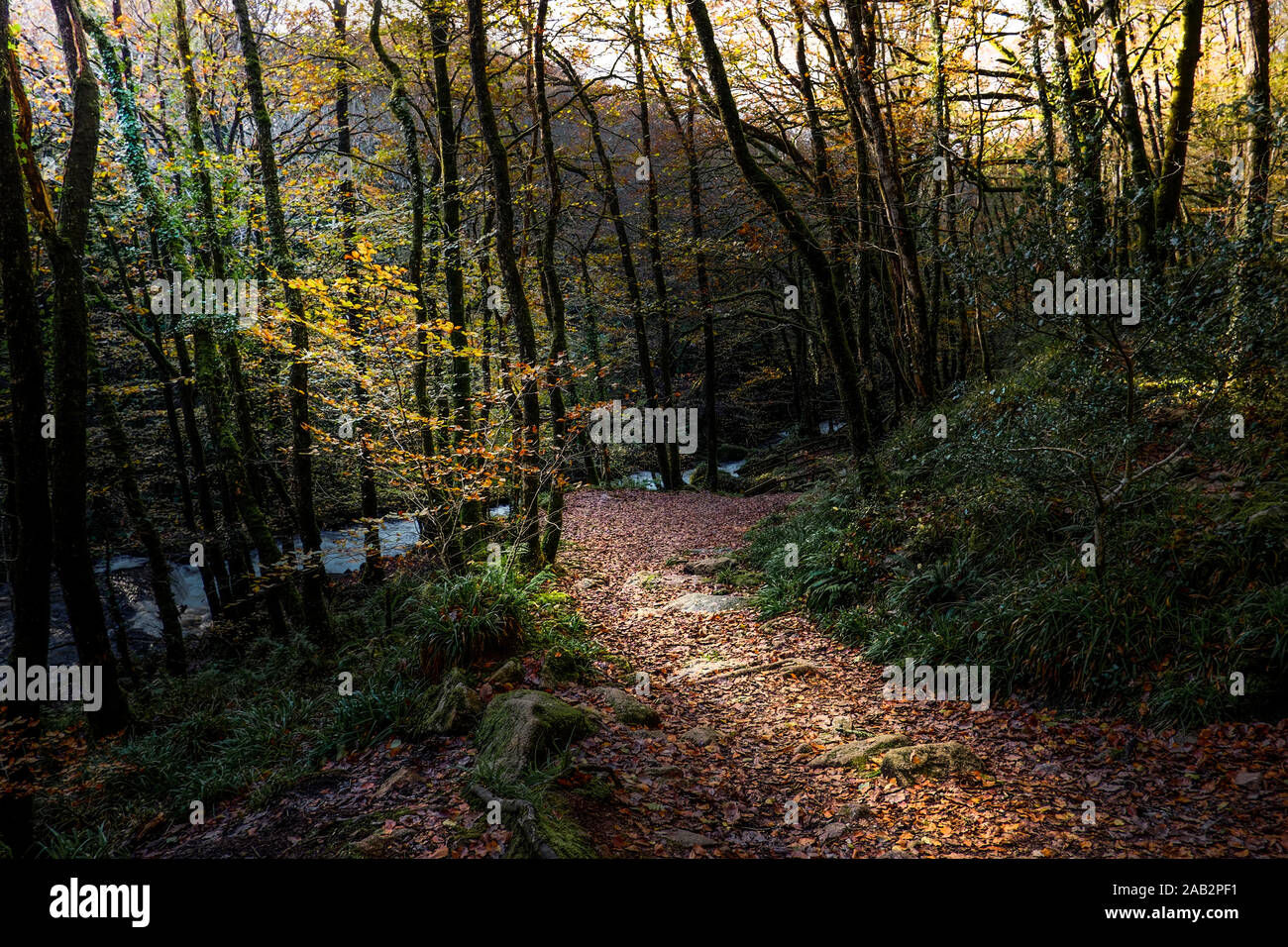 Un sentiero attraverso un Draynes autunnali antichi boschi in Cornovaglia. Foto Stock