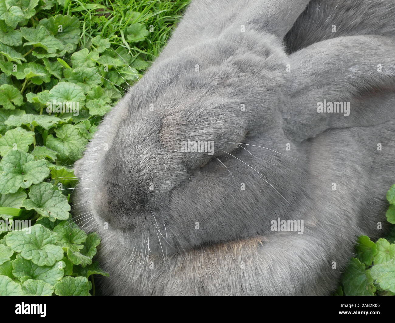 Fiammingo coniglio gigante Foto Stock