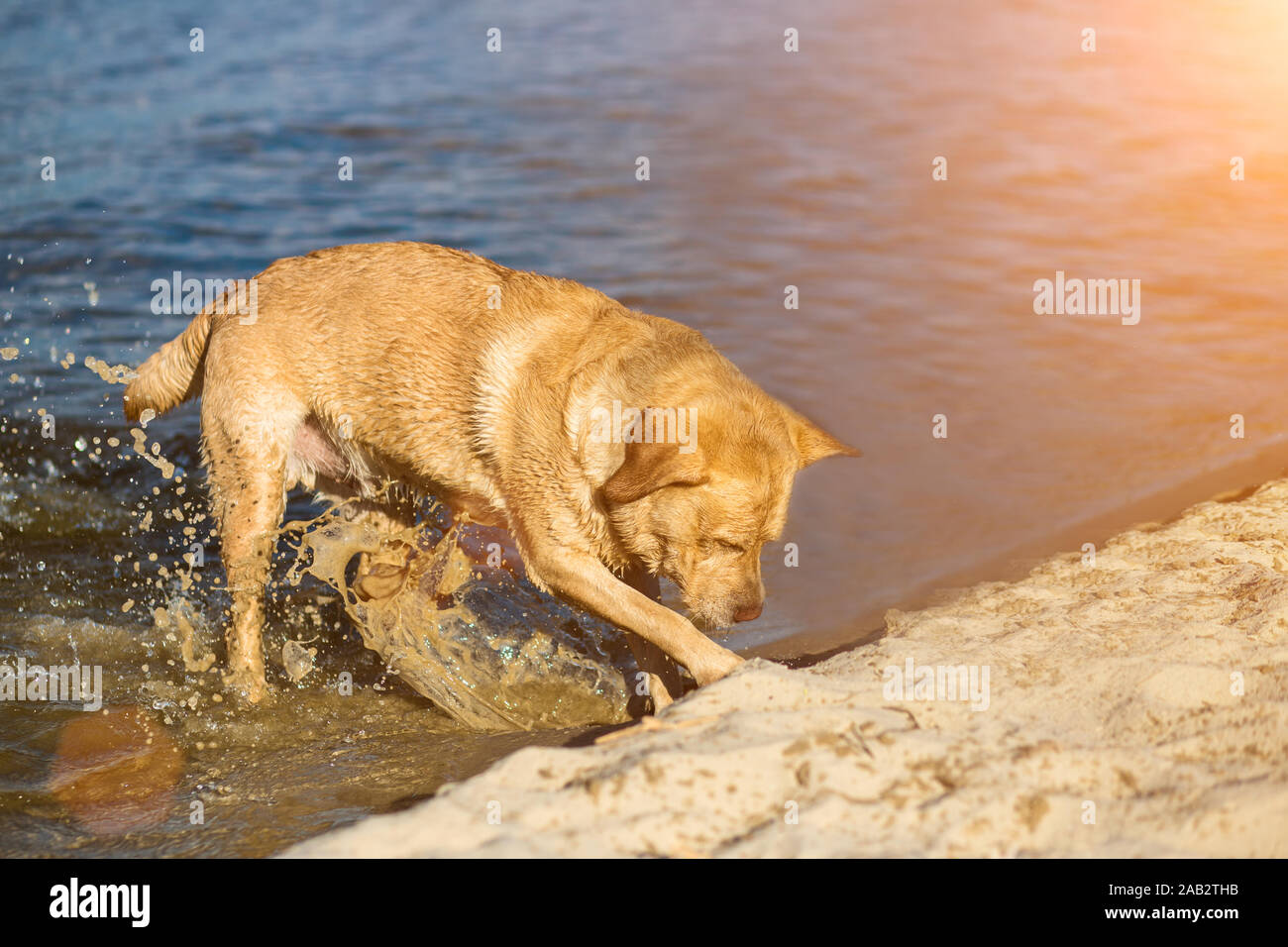 Il Labrador retriever cane sulla spiaggia. Red Retriever fossa di scavo. Sun flare Foto Stock