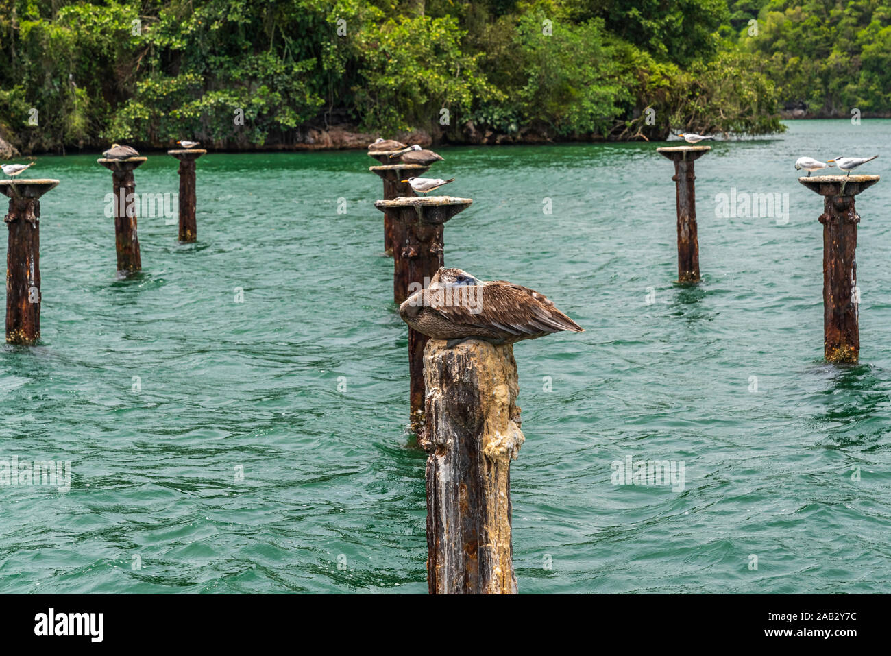 Parco Nazionale Los Haitises soprannominato il Caraibi la baia di Halong.variopinti uccelli tropicali e manati. La costa è punteggiata da piccoli isolotti dove Foto Stock