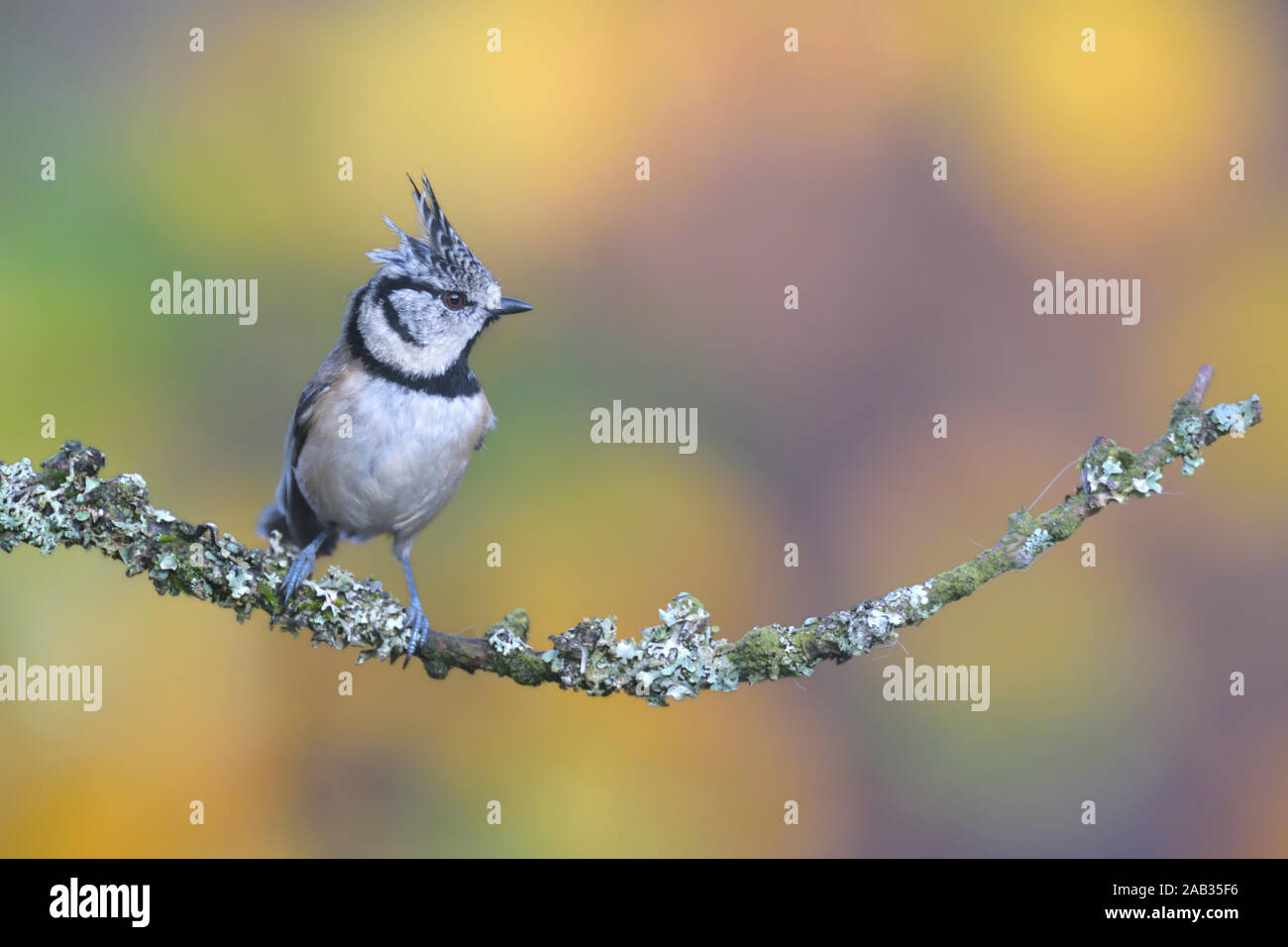 Haubenmeise, Parus cristatus, sitzt, Zweig, seitlich, Biotop Lenbensraum, Foto Stock