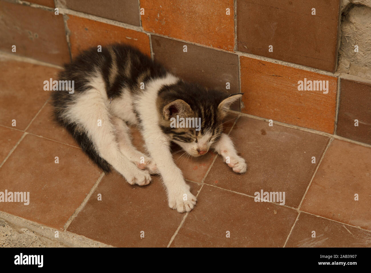 Gattino con zampe bianche che dormono per strada Foto Stock
