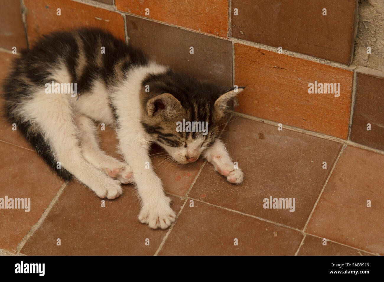 Gattino con zampe bianche che dormono per strada Foto Stock