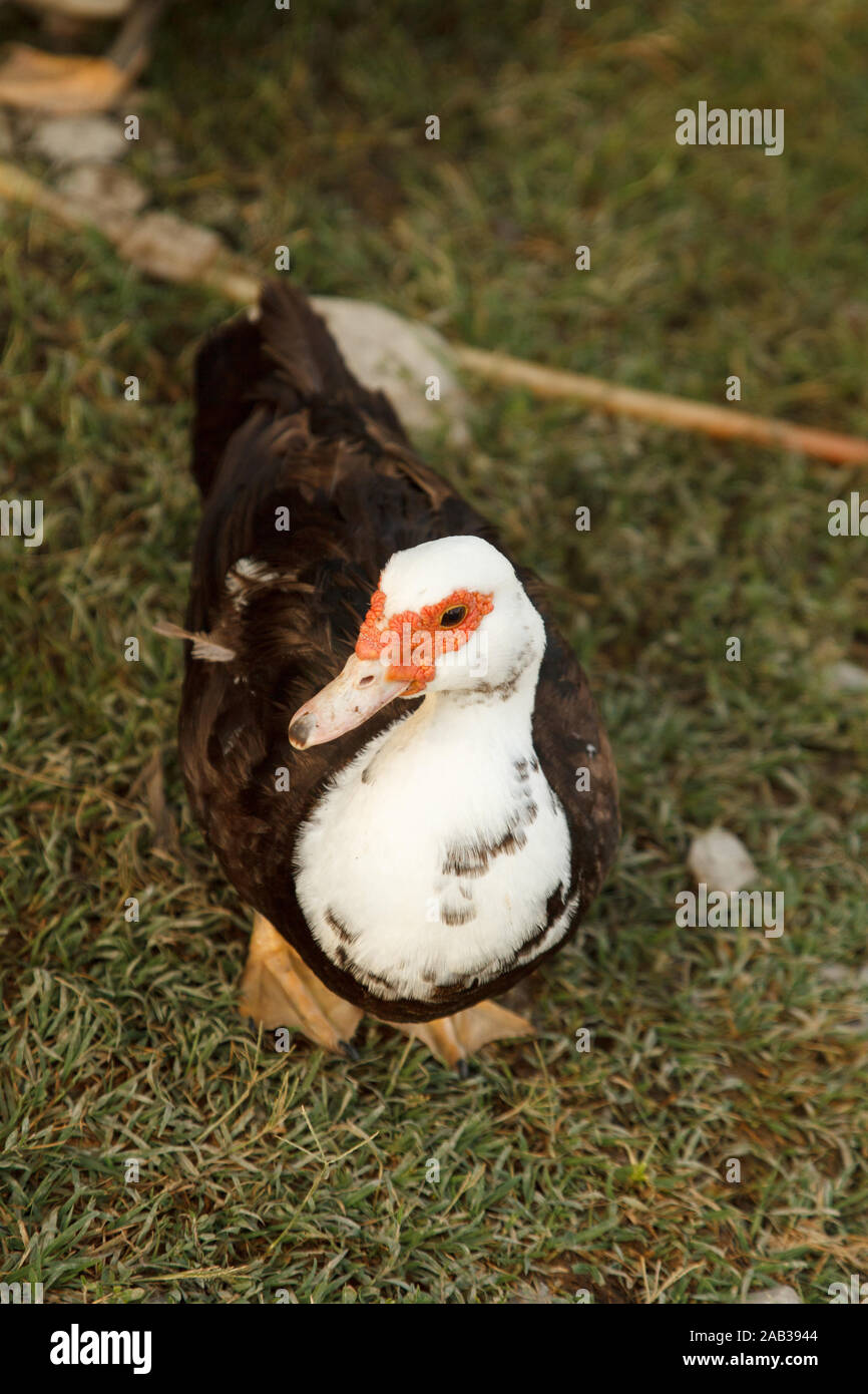Carino anatra bella su erba verde nel cortile. Fattoria di pollame. Vita rurale Foto Stock