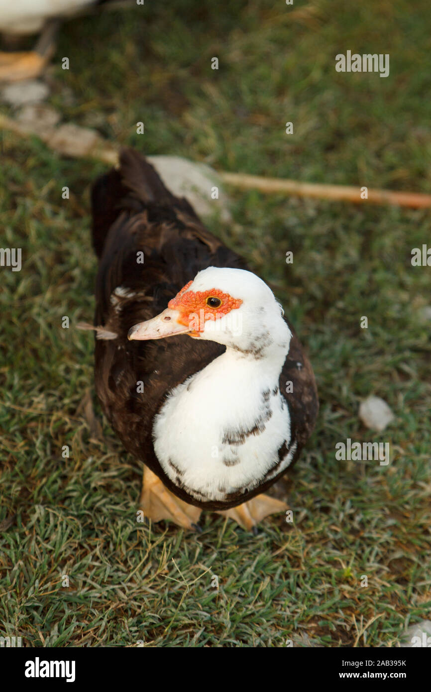 Carino anatra bella su erba verde nel cortile. Fattoria di pollame. Vita rurale Foto Stock