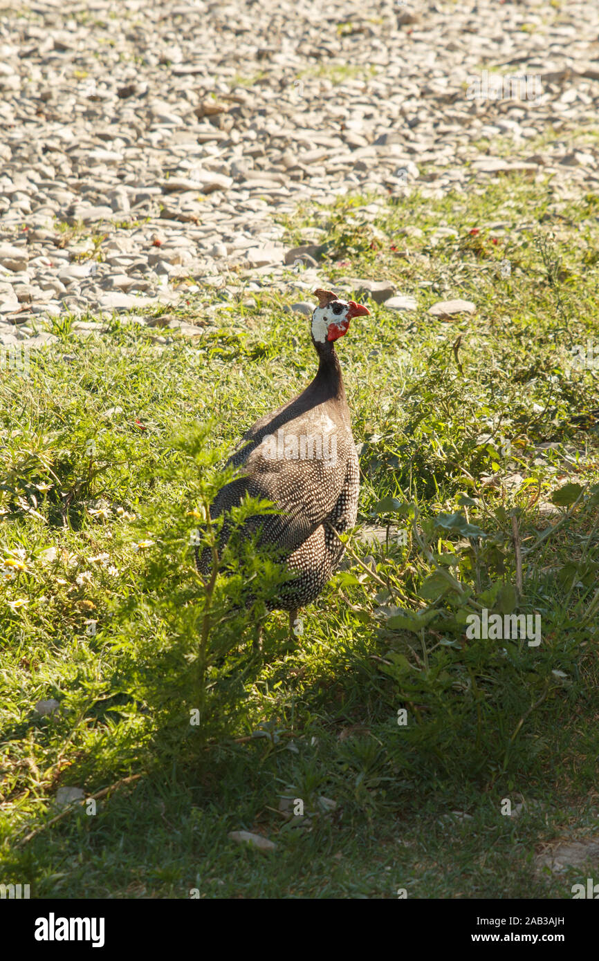 Pintado a piedi in fattoria. Pollame. Vita rurale. Foto Stock